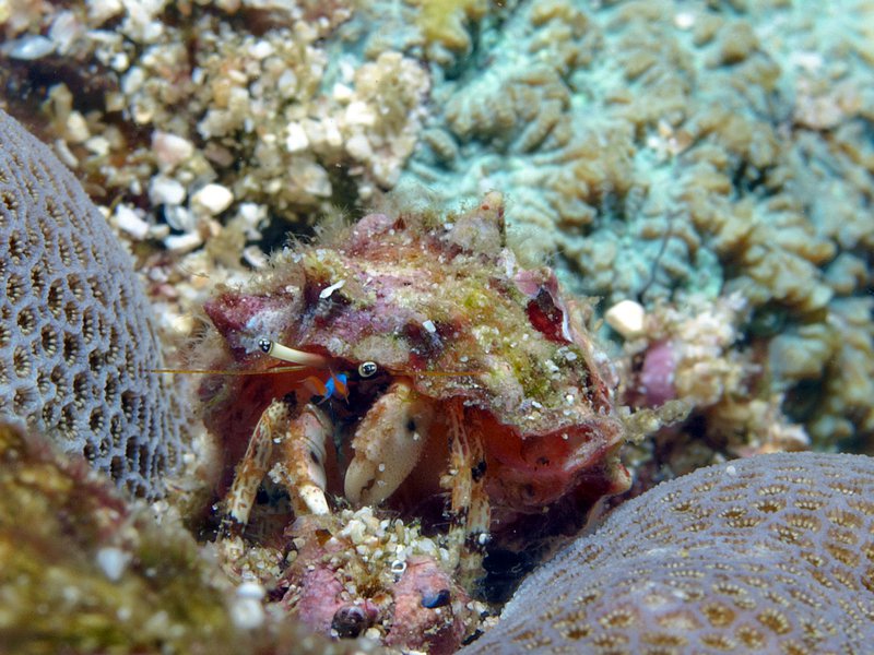 Hermit crab, Arus Balee